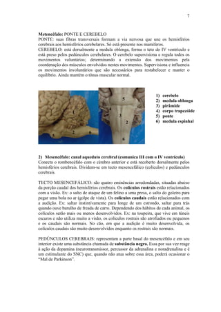 7



Metencéfalo: PONTE E CEREBELO
PONTE: suas fibras transversais formam a via nervosa que une os hemisférios
cerebrais aos hemisférios cerebelares. Só está presente nos mamíferos.
CEREBELO: está dorsalmente a medula oblonga, forma o teto do IV ventrículo e
está preso pelos pedúnculos cerebelares. O cerebelo supervisiona e regula todos os
movimentos voluntários; determinando a extensão dos movimentos pela
coordenação dos músculos envolvidos nestes movimentos. Supervisiona e influencia
os movimentos involuntários que são necessários para restabelecer e manter o
equilíbrio. Ainda mantém o tônus muscular normal.



                                                                  1)   cerebelo
                                                 5                2)   medula oblonga
                                                                  3)   pirâmide
                                       4                          4)   corpo trapezóide
                   1
                                             3                    5)   ponte
                                                         1
                                                     2            6)   medula espinhal

                   2        6
       5
                                                 6



2) Mesencéfalo: canal aqueduto cerebral (comunica III com o IV ventrículo)
Conecta o rombencéfalo com o cérebro anterior e está recoberto dorsalmente pelos
hemisférios cerebrais. Dividem-se em tecto mesencefálico (colículos) e pedúnculos
cerebrais.

TECTO MESENCEFÁLICO: são quatro eminências arredondadas, situadas abaixo
da porção caudal dos hemisférios cerebrais. Os colículos rostrais estão relacionados
com a visão. Ex: o salto de ataque de um felino a uma presa, o salto do goleiro para
pegar uma bola no ar (golpe de vista). Os colículos caudais estão relacionados com
a audição. Ex: saltar instintivamente para longe de um estrondo, saltar para trás
quando ouve barulho de freada de carro. Dependendo dos hábitos de cada animal, os
colículos serão mais ou menos desenvolvidos. Ex: na toupeira, que vive em túneis
escuros e não utiliza muito a visão, os colículos rostrais são atrofiados ou pequenos
e os caudais são normais. No cão, em que a audição é muito desenvolvida, os
colículos caudais são muito desenvolvidos enquanto os rostrais são normais.

PEDÚNCULOS CEREBRAIS: representam a parte basal do mesencéfalo e em seu
interior existe uma substância chamada de substância negra. Essa por sua vez reage
à ação da dopamina (neurotransmissor, percussor da adrenalina e noradrenalina e é
um estimulante do SNC) que, quando não atua sobre essa área, poderá ocasionar o
“Mal de Parkinson”.
 