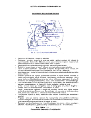 APOSTILA Sobre ACONSELHAMENTO
Pág. 164 de 175
Comunidade Evangélica Cristo Centro
Entendendo a Anatomia Masculina
- Escroto ou saco escrotal - contém os testículos
- Testículos - formato e tamanho de uma noz graúda - podem produzir 500 milhões de
espermatozóides diariamente - São dois, sendo que geralmente um pende mais (normal).
Se houver apenas um, o homem continua a ser viril e saudável.
- Espermatozóide - célula reprodutora masculina. Mede 1/600 de polegada.
- Epidídimo - pequeno vaso no “saco”, utilizado para maturação do espermatozóide
- Vasos ou canais deferentes - conduzem o esperma do epidídimo para a vesícula. No
processo de esterilização (vasectomia) removem-se cerca de 1 a 2 polegadas.
- Vesícula seminal - produz o líquido seminal, onde os espermatozóides são transportados
para a próstata.
- Próstata - glândula que segrega quantidades adicionais do líquido seminal e contêm os
nervos que controlam a ereção do pênis. Contraí-se no momento da ejaculação. Com o
passar do tempo (idade) pode aumentar de volume e bloquear a passagem da urina. É
necessária uma cirurgia (prostatectomia), onde a partir daí o esperma é lançado na bexiga.
- Glândula de Cowper - produz algumas gotas de um líquido oleoso, que penetra na uretra e
a prepara para a passagem do esperma. O líquido neutraliza a acidez da urina.
- Uretra - conduto (vaso) que transporta a urina da bexiga para fora, através do pênis e
também conduz os espermatozóides para o exterior do corpo.
- Pênis - órgão genital masculino - através de estímulos mentais e/ou físicos enrijece,
enchendo-se de sangue, ficando ereto. Composto por três camadas de tecido esponjoso,
erétil, sendo que a uretra fica na camada do meio. Comprimento variável.
- Glande (parte superior do pênis)- área que contêm milhares de terminações nervosas e é
sensível.
- Prepúcio - pele que recobre a cabeça. Às vezes produz uma substância malcheirosa
chamada esmegma. As operações de fimose ou circuncisão são recomendadas por razões
higiênicas e não retiram a estimulação da glande do pênis.
- Ejaculação quando o líquido seminal é impulsionado para fora, ocorre o clímax sexual para
o homem. Há certa pressão, podendo atingir uma distância de 30 a 80 centímetros.
 