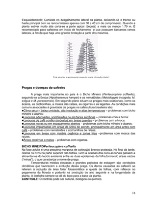 Esqueletamento: Consiste no desgalhamento lateral da planta, deixando-se o tronco ou
haste principal com os ramos laterais apenas com 30 a 40 cm de comprimento. Quando a
planta estiver muito alta corta-se a parte apical (decote) a mais ou menos 1,70 m. É
recomendado para cafeeiros em início de fechamento e que possuam bastantes ramos
laterais, a fim de que haja uma grande brotação a partir dos mesmos.

:

Pragas e doenças do cafeeiro
A praga mais importante no país é o Bicho Mineiro (Perileucoptera coffeella),
seguindo-se a Broca (Hipothenemus hampei) e os nematóides (Meloidogyne incognita, M.
exigua e M. paranaensis). Em segundo plano situam-se pragas mais ocasionais, como os
ácaros, as cochonilhas, a mosca das raízes, as cigarras e as lagartas. As condições mais
comuns associadas à gravidade de pragas na cafeicultura brasileira são:
Clima seco – baixa umidade, alta insolação e altas temperaturas – problemas com bicho
mineiro e ácaros;
Lavouras adensadas, sombreadas ou em faces sombrias – problemas com a broca;
Lavouras de café conillon (robusta), em áreas quentes – problemas com a broca;
Lavouras novas ou em espaçamento abertos – problemas com bicho mineiro e ácaros;
Lavouras implantadas em áreas de solos de arenito, principalmente em área antes com
café – problemas com nematóides e cochonilhas de raízes;
Lavouras em áreas com matéria orgânica e zonas frias –problemas com mosca das
raízes;
Áreas próximas a matas – problemas com cigarras.
BICHO MINEIROPerileucoptera coffeella
Na fase adulta é uma pequena mariposa de coloração branco-prateada. No final da tarde,
coloca os ovos na parte superior das folhas. Com a eclosão dos ovos as larvas passam a
alimentar-se do tecido existente entre as duas epidermes da folha,formando áreas vazias
(“minas”), o que caracteriza o nome de praga.
Temperaturas médias elevadas e grandes períodos de estiagem são condições
climáticas que favorecem a evolução dessa praga. Os danos causados ao cafeeiro se
referem à redução da área foliar fotossintética e queda de folhas, com reflexos no
pegamento da florada e portanto na produção do ano seguinte e na longevidade da
planta. A desfolha sempre se dá do topo para a base da planta.
CONTROLE: O controle pode ser cultural, biológico ou químico.

18

 