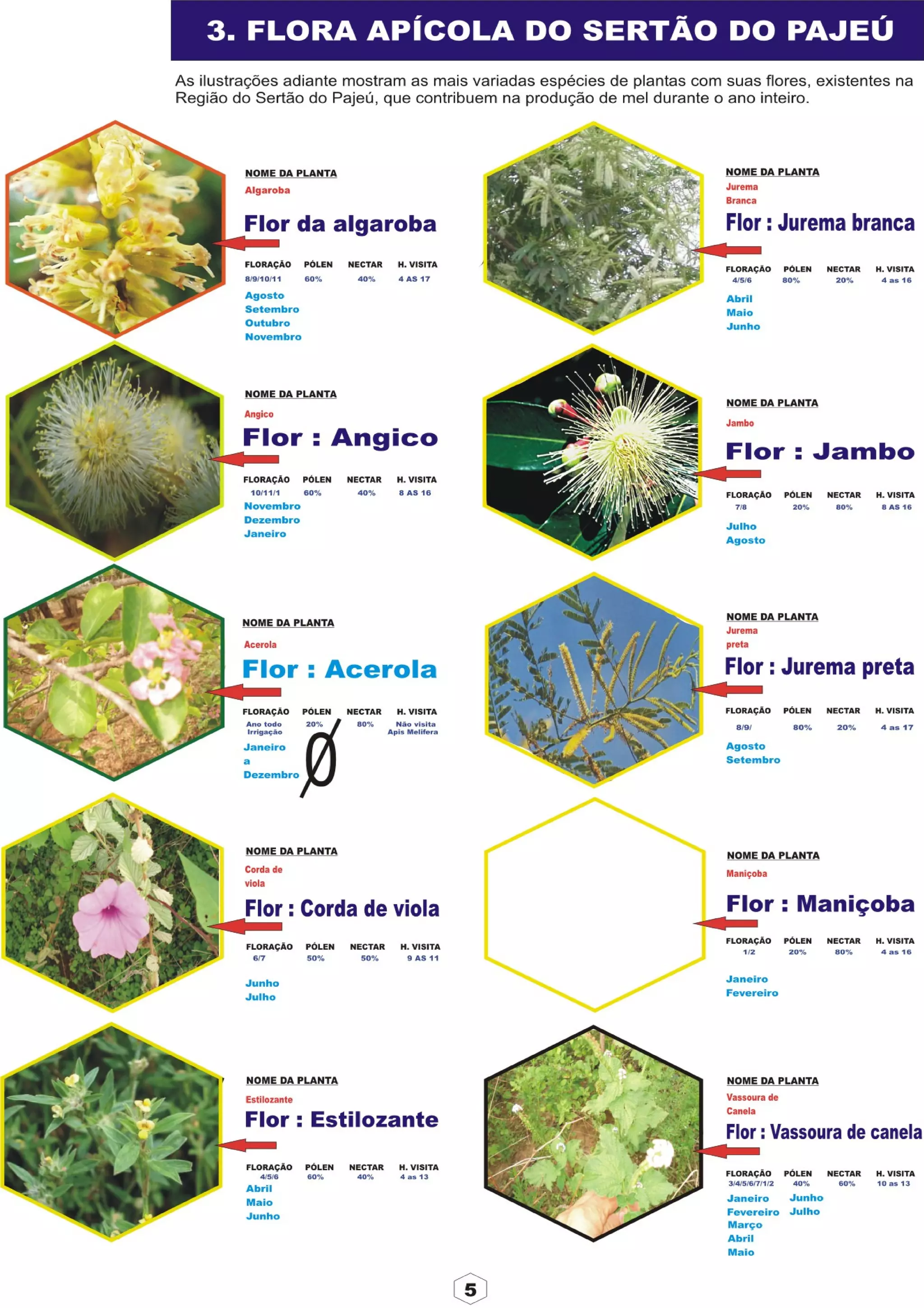 Apostila adelmo   coodapis tabira -pe