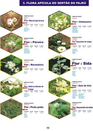 Apostila adelmo   coodapis tabira -pe