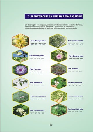 Apostila adelmo   coodapis tabira -pe