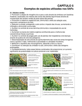 11
CAPÍTULO 5
Exemplos de espécies utilizadas nos SAFs
6.1 Adubos verdes
Promovem a adição de nitrogênio do ar para o solo através da simbiose com bactérias
fixadoras, localizados nos nódulos das raízes das plantas leguminosas através da
incorporação dos tecidos verdes da parte aérea das plantas;
Promovem a cobertura vegetal do solo, diminuindo o efeito da radiação solar,
reduzindo a temperatura do solo;
Reduzem a erosão, protegendo o solo contra o impacto das chuvas, aumentando a
infiltração e diminuindo a enxurrada;
Auxiliam no controle de ervas daninhas diminuindo a necessidade do uso de
herbicidas;
Aumentam os teores de matéria orgânica contribuindo para a melhoria das
características físicas e químicas
Auxiliam no controle de pragas pelo uso de plantas não hospedeiras e de doenças
através da quebra de ciclo dos patógenos;
Descompactação do solo através do aprofundamento das raízes de certas forrageiras
como o guandu e nabo, melhorando a porosidade e a atividade microbiana;
Melhoram o equilíbrio dos microorganismo, alterando a flora e a fauna;
Contribuem na retenção da umidade no solo, diminuindo o efeito das estiagens
prolongadas;
Conseqüentemente, todos esses fatores combinados irão proporcionar um aumento
significativo de produtividade na cultura comercial a ser implantada;
> Adapta-se a qualquer tipo de solo, tolera sombreamento parcial, não suporta
geadas;
> Possui efeito alelopático sendo muito usada no controle da tiririca;
> Não repetir o plantio por muitos anos no mesmo local pois pode aumentar as
populações de nematóides do solo;
-- Planta rústica que se
desenvolve em solos degradados;
-- Suporta secas prolongadas;
-- Elevada competição com
plantas invasoras;
-- Resiste à altas temperaturas;
-- Utilizado em rotação de
culturas;
-- Alta rusticidade;
-- Pode crescer em solos com
saturação de bases de 35-
40%, e baixo em fósforo e
outros nutrientes;
-- Indicada para solos
arenosos e argilosos de baixa
a média fertilidade;
> Grande fixadora de nitrogênio e muito rica em nutrientes;
> Não é tão exigente quanto à fertilidade do solo, porém não tolera os de baixa
drenagem;
> É usada no controle de nematóides e invasoras (efeito alelopático);
-- Rusticidade;
-- Crescimento rápido;
-- Boa cobertura do solo;
-- Compete bem com as
invasoras;
-- Bom aporte de nitrogênio;
> Grande fixadora de nitrogênio e muito rica em nutrientes;
> É usada no controle de nematóides e invasoras (efeito alelopático);
-- Mucuna de fácil manejo;
-- Precocidade;
-- Não tem hábito trepador;
-- Pode ser intercalada em
culturas perenes;
> Não possui de crescimento indeterminado (não prejudica culturas
perenes quando plantada intercalada);
> Comparativamente com as outras mucunas, apresenta produção média
de biomassa, entretanto é mais fácil de ser manejada;
 