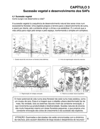 6
CAPÍTULO 3
Sucessão vegetal e desenvolvimento dos SAFs
4.1 Sucessão vegetal
Como surge e se desenvolve a vida?
A sucessão vegetal é a sequência de desenvolvimento natural dos seres vivos num
ecossistema florestal. Uma espécie prepara o terreno para o desenvolvimento de outra,
e assim por diante, até o ambiente atingir o clímax e se estabilizar. É o veículo que a
vida utiliza para viajar pelo tempo e pelo espaço, tranformando o simples em complexo.
O maior potencial de vida numa área florestal não está numa mata estática, como
um museu de cera. Essa é a imagem que o cidadão urbano desinformado faz da
mata. Na verdade, toos os sistemas naturais vivem da constante renovação, o
que incrementa sua produtividade e biodiversidade. Quedas naturais de árvores
são muito frequentes mesmo em áreas florestais pequenas, o que propicia uma
constante renovação dos ciclos de crescimento e da sucessão das espécies.
1 - Queda natural de uma árvore na floresta (mata atlântica) 2 - Início da regeneração natural da natureza
3 - Regenaração em estágio avançado 4 - Retorno ao estado natural (equilíbrio)
ATENÇÃO: Queimadas e derrubadas não estão sincronizadas com a dinâmica
da natureza, pois causam distúrbios de larga escala e desperdícios de recursos!
 