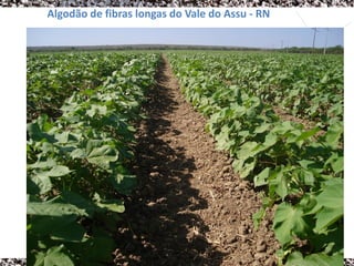 Algodão de fibras longas do Vale do Assu - RN
 