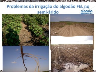 Problemas da irrigação do algodão FEL no
               semi-árido
 
