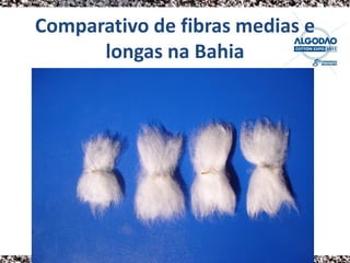 Comparativo de fibras medias e
      longas na Bahia
 