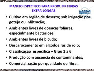 MANEJO ESPECIFICO PARA PRODUZIR FIBRAS
              EXTRA-LONGAS
• Cultivo em região de deserto; sob irrigação por
  gotejo ou infiltração;
• Ambientes livres de doenças foliares,
  especialmente bacteriose;
• Ambientes livres de bicudo;
• Descaroçamento em algodoeiras de rolo;
• Classificação especifica – Grau 1 a 6;
• Produção com ausencia de contaminantes;
• Comercialização por qualidade de fibra .
 