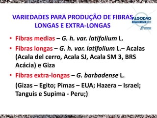 VARIEDADES PARA PRODUÇÃO DE FIBRAS
       LONGAS E EXTRA-LONGAS
• Fibras medias – G. h. var. latifolium L.
• Fibras longas – G. h. var. latifolium L.– Acalas
  (Acala del cerro, Acala SJ, Acala SM 3, BRS
  Acácia) e Giza
• Fibras extra-longas – G. barbadense L.
  (Gizas – Egito; Pimas – EUA; Hazera – Israel;
  Tanguis e Supima - Peru;)
 