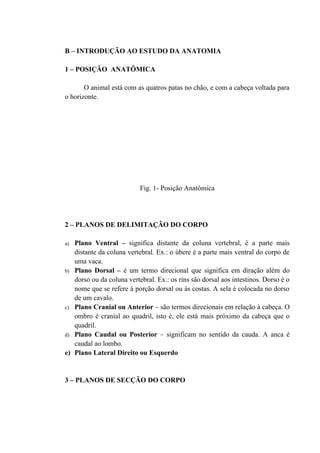 B – INTRODUÇÃO AO ESTUDO DA ANATOMIA

1 – POSIÇÃO ANATÔMICA

       O animal está com as quatros patas no chão, e com a cabeça voltada para
o horizonte.




                           Fig. 1- Posição Anatômica




2 – PLANOS DE DELIMITAÇÃO DO CORPO

a) Plano Ventral – significa distante da coluna vertebral, é a parte mais
   distante da coluna vertebral. Ex.: o úbere é a parte mais ventral do corpo de
   uma vaca.
b) Plano Dorsal – é um termo direcional que significa em diração além do
   dorso ou da coluna vertebral. Ex.: os rins são dorsal aos intestinos. Dorso é o
   nome que se refere à porção dorsal ou às costas. A sela é colocada no dorso
   de um cavalo.
c) Plano Cranial ou Anterior – são termos direcionais em relação à cabeça. O
   ombro é cranial ao quadril, isto é, ele está mais próximo da cabeça que o
   quadril.
d) Plano Caudal ou Posterior – significam no sentido da cauda. A anca é
   caudal ao lombo.
e) Plano Lateral Direito ou Esquerdo


3 – PLANOS DE SECÇÃO DO CORPO
 