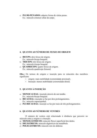 e)   PLURI-PENADOS: adquire forma de várias penas.
     Ex.: músculo extensor ulnar do carpo.




4. QUANTO AO NÚMERO DE FEIXES DE ORIGEM

a)   BICEPS: dois feixes de origem.
     Ex.: músculo biceps braquial.
b)   TRICEPS: três feixes de origem.
     Ex.: músculo triceps braquial.
c)   QUADRICEPS: quatro feixes de origem.
     Ex.: músculo quadriceps femural.

Obs.: Os termos de origem e inserção para os músculos dos membros
significam:
       - origem: mais mobilidade (extremidade proximal).
       - Inserção: menos mobilidade (extremidade distal).


5. QUANTO À INSERÇÃO

a)   MONOCAUDAL: inserção através de um tendão.
     Ex.: músculo biceps braquial.
b)   BICAUDAL: inserção se faz por dois prolongamentos.
     Ex.: músculo supraespinhal.
c)   PLURICAUDAL: inserção se faz por mais de três prolongamentos.


6. QUANTO AO NÚMERO DE VENTRES

     O número de ventres está relacionado à distância que percorre no
músculo entre a origem e a inserção.
a) MONOGÁSTRICOS: músculo flexor superficial dos dedos.
b) DIGÁSTRICOS: músculo digástricos da mandíbula.
c) POLIGÁSTRICOS: músculo reto do abdome.
 