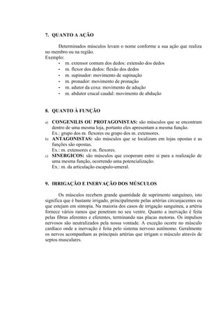 7. QUANTO A AÇÃO

     Determinados músculos levam o nome conforme a sua ação que realiza
no membro ou na região.
Exemplo:
     - m. extensor comum dos dedos: extensão dos dedos
     - m. flexor dos dedos: flexão dos dedos
     - m. supinador: movimento de supinação
     - m. pronador: movimento de pronação
     - m. adutor da coxa: movimento de adução
     - m. abdutor crucal caudal: movimento de abdução


8. QUANTO À FUNÇÃO

a)   CONGENILIS OU PROTAGONISTAS: são músculos que se encontram
     dentro de uma mesma loja, portanto eles apresentam a mesma função.
     Ex.: grupo dos m. flexores ou grupo dos m. extensores.
b)   ANTAGONISTAS: são músculos que se localizam em lojas opostas e as
     funções são opostas.
     Ex.: m. extensores e m. flexores.
c)   SINERGICOS: são músculos que cooperam entre si para a realização de
     uma mesma função, ocorrendo uma potencialização.
     Ex.: m. da articulação escapulo-umeral.


9. IRRIGAÇÃO E INERVAÇÃO DOS MÚSCULOS

       Os músculos recebem grande quantidade de suprimento sanguíneo, isto
significa que é bastante irrigado, principalmente pelas artérias circunjacentes ou
que estejam em sintopia. Na maioria dos casos de irrigação sanguínea, a artéria
fornece vários ramos que penetram no seu ventre. Quanto a inervação é feita
pelas fibras aferentes e eferentes, terminando nas placas motoras. Os impulsos
nervosos são neutralizados pela nossa vontade. A exceção ocorre no músculo
cardíaco onde a inervação é feita pelo sistema nervoso autônomo. Geralmente
os nervos acompanham as principais artérias que irrigam o músculo através de
septos musculares.
 