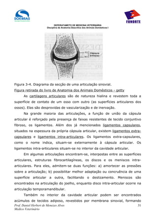 DEPERATAMETO DE MEDICINA VETERINÁRIA
                         Disciplina de Anatomia Descritiva dos Animais Domésticos I




Figura 3-4. Diagrama da secção de uma articulação sinovial.
Figura retirada do livro de Anatomia dos Animais Domésticos - getty
      As cartilagens articulares são de natureza hialina e revestem toda a
superfície de contato de um osso com outro (as superfícies articulares dos
ossos). Elas são desprovidas de vascularização e de inervação.
      Na grande maioria das articulações, a função de união da cápsula
articular é reforçado pela presença de faixas resistentes de tecido conjuntivo
fibroso, os ligamentos. Além dos já mencionados ligamentos capsulares,
situados na espessura da própria cápsula articular, existem ligamentos extra-
capsulares e ligamentos intra-articulares. Os ligamentos extra-capsulares,
como o nome indica, situam-se externamente à cápsula articular. Os
ligamentos intra-articulares situam-se no interior da cavidade articular.
      Em algumas articulações encontram-se, interpostas entre as superfícies
articulares, estruturas fibrocartilagíneas, os discos e os meniscos intra-
articulares. Para eles, admitem-se duas funções: a) amortecer as pressões
sobre a articulação; b) possibilitar melhor adaptação ou concruência de uma
superfície   articular     a    outra,      facilitando        o   deslizamento.      Meniscos   são
encontrados na articulação do joelho, enquanto disco intra-articular ocorre na
articulação temporamandibular.
      Também no interior da cavidade articular podem ser encontrados
acúmulos de tecidos adiposo, revestidos por membrana sinovial, formando
Prof. Daniel Herbert de Menezes Alves                                31
Medico Veterinário
 