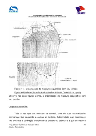 DEPERATAMETO DE MEDICINA VETERINÁRIA
                        Disciplina de Anatomia Descritiva dos Animais Domésticos I




      Figura 4-1. Organização do músculo esquelético com seu tendão.
      Figura retirada no livro de Anatomia dos Animais Domésticos - getty
Observe nas duas figuras acima, a organização do músculo esquelético com
seu tendão.


Origem e Inserção:


      Toda a vez que um músculo se contrai, uma de suas extremidades
permanece fixa enquanto a outras se desloca. Extremidade que permanece
fixa durante a contração denomina-se origem ou cabeça e a que se desloca

Prof. Daniel Herbert de Menezes Alves                                                38
Medico Veterinário
 