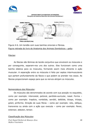 DEPERATAMETO DE MEDICINA VETERINÁRIA
                        Disciplina de Anatomia Descritiva dos Animais Domésticos I




Figura 4-6. Um tendão com suas bainhas sinoviais e fibrosa.
Figura retirada do livro de Anatomia dos Animais Domésticos - getty


Fáscias:


      As fáscias são lâminas de tecido conjuntivo que envolvem os músculos e
por conseguinte, separam-nos uns dos outros. Elas funcionam como uma
bainha elástica para os músculos, formando assim mais eficiente à ação
muscular. A separação entre os músculos é feito por septos intermusculares
que partem profundamente da fáscia e que podem se prender nos ossos. As
fáscias proporcionam espaço para que os nervos atinjam os músculos.




Nomenclatura dos Músculos:
      Os músculos são denominados de acordo com sua posição no esqueleto,
como por exemplo: intercostal, peitoral, parótido-auricular, nasal. Forma –
como por exemplo: trapézio, rombóide, serrátil, deltóide, bíceps, tríceps,
grácil, piriforme. Direção de suas fibras – como por exemplo: reto, oblíquo,
transverso ou ainda com a ação que executa – como por exemplo: flexor,
extensor, abdutor, tensor.


Classificação dos Músculos:
Prof. Daniel Herbert de Menezes Alves                                                40
Medico Veterinário
 