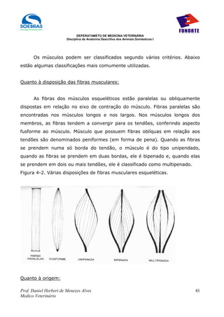 DEPERATAMETO DE MEDICINA VETERINÁRIA
                        Disciplina de Anatomia Descritiva dos Animais Domésticos I




      Os músculos podem ser classificados segundo vários critérios. Abaixo
estão algumas classificações mais comumente utilizadas.


Quanto à disposição das fibras musculares:


      As fibras dos músculos esqueléticos estão paralelas ou obliquamente
dispostas em relação no eixo de contração do músculo. Fibras paralelas são
encontradas nos músculos longos e nos largos. Nos músculos longos dos
membros, as fibras tendem a convergir para os tendões, conferindo aspecto
fusforme ao músculo. Músculo que possuem fibras oblíquas em relação aos
tendões são denominados peniformes (em forma de pena). Quando as fibras
se prendem numa só borda do tendão, o músculo é do tipo unipendado,
quando as fibras se prendem em duas bordas, ele é bipenado e, quando elas
se prendem em dois ou mais tendões, ele é classificado como multipenado.
Figura 4-2. Várias disposições de fibras musculares esqueléticas.




Quanto à origem:

Prof. Daniel Herbert de Menezes Alves                                                41
Medico Veterinário
 