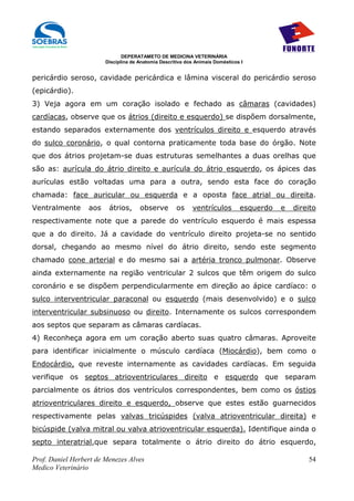 DEPERATAMETO DE MEDICINA VETERINÁRIA
                        Disciplina de Anatomia Descritiva dos Animais Domésticos I


pericárdio seroso, cavidade pericárdica e lâmina visceral do pericárdio seroso
(epicárdio).
3) Veja agora em um coração isolado e fechado as câmaras (cavidades)
cardíacas, observe que os átrios (direito e esquerdo) se dispõem dorsalmente,
estando separados externamente dos ventrículos direito e esquerdo através
do sulco coronário, o qual contorna praticamente toda base do órgão. Note
que dos átrios projetam-se duas estruturas semelhantes a duas orelhas que
são as: aurícula do átrio direito e aurícula do átrio esquerdo, os ápices das
aurículas estão voltadas uma para a outra, sendo esta face do coração
chamada: face auricular ou esquerda e a oposta face atrial ou direita.
Ventralmente      aos    átrios,      observe         os    ventrículos         esquerdo   e   direito
respectivamente note que a parede do ventrículo esquerdo é mais espessa
que a do direito. Já a cavidade do ventrículo direito projeta-se no sentido
dorsal, chegando ao mesmo nível do átrio direito, sendo este segmento
chamado cone arterial e do mesmo sai a artéria tronco pulmonar. Observe
ainda externamente na região ventricular 2 sulcos que têm origem do sulco
coronário e se dispõem perpendicularmente em direção ao ápice cardíaco: o
sulco interventricular paraconal ou esquerdo (mais desenvolvido) e o sulco
interventricular subsinuoso ou direito. Internamente os sulcos correspondem
aos septos que separam as câmaras cardíacas.
4) Reconheça agora em um coração aberto suas quatro câmaras. Aproveite
para identificar inicialmente o músculo cardíaca (Miocárdio), bem como o
Endocárdio, que reveste internamente as cavidades cardíacas. Em seguida
verifique os septos atrioventriculares direito e esquerdo que separam
parcialmente os átrios dos ventrículos correspondentes, bem como os óstios
atrioventriculares direito e esquerdo, observe que estes estão guarnecidos
respectivamente pelas valvas tricúspides (valva atrioventricular direita) e
bicúspide (valva mitral ou valva atrioventricular esquerda). Identifique ainda o
septo interatrial,que separa totalmente o átrio direito do átrio esquerdo,

Prof. Daniel Herbert de Menezes Alves                                                              54
Medico Veterinário
 