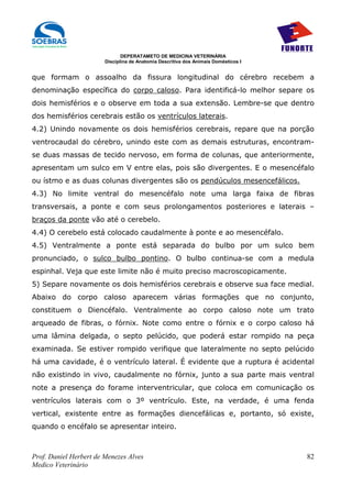 DEPERATAMETO DE MEDICINA VETERINÁRIA
                        Disciplina de Anatomia Descritiva dos Animais Domésticos I


que formam o assoalho da fissura longitudinal do cérebro recebem a
denominação específica do corpo caloso. Para identificá-lo melhor separe os
dois hemisférios e o observe em toda a sua extensão. Lembre-se que dentro
dos hemisférios cerebrais estão os ventrículos laterais.
4.2) Unindo novamente os dois hemisférios cerebrais, repare que na porção
ventrocaudal do cérebro, unindo este com as demais estruturas, encontram-
se duas massas de tecido nervoso, em forma de colunas, que anteriormente,
apresentam um sulco em V entre elas, pois são divergentes. E o mesencéfalo
ou ístmo e as duas colunas divergentes são os pendúculos mesencefálicos.
4.3) No limite ventral do mesencéfalo note uma larga faixa de fibras
transversais, a ponte e com seus prolongamentos posteriores e laterais –
braços da ponte vão até o cerebelo.
4.4) O cerebelo está colocado caudalmente à ponte e ao mesencéfalo.
4.5) Ventralmente a ponte está separada do bulbo por um sulco bem
pronunciado, o sulco bulbo pontino. O bulbo continua-se com a medula
espinhal. Veja que este limite não é muito preciso macroscopicamente.
5) Separe novamente os dois hemisférios cerebrais e observe sua face medial.
Abaixo do corpo caloso aparecem várias formações que no conjunto,
constituem o Diencéfalo. Ventralmente ao corpo caloso note um trato
arqueado de fibras, o fórnix. Note como entre o fórnix e o corpo caloso há
uma lâmina delgada, o septo pelúcido, que poderá estar rompido na peça
examinada. Se estiver rompido verifique que lateralmente no septo pelúcido
há uma cavidade, é o ventrículo lateral. É evidente que a ruptura é acidental
não existindo in vivo, caudalmente no fórnix, junto a sua parte mais ventral
note a presença do forame interventricular, que coloca em comunicação os
ventrículos laterais com o 3º ventrículo. Este, na verdade, é uma fenda
vertical, existente entre as formações diencefálicas e, portanto, só existe,
quando o encéfalo se apresentar inteiro.



Prof. Daniel Herbert de Menezes Alves                                                82
Medico Veterinário
 
