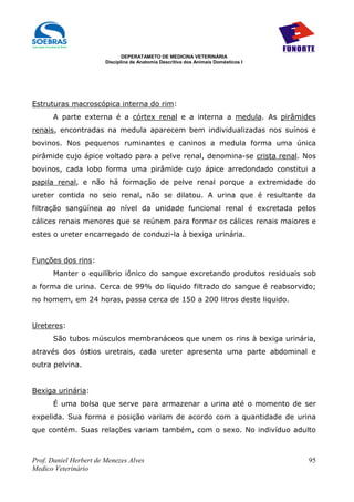 DEPERATAMETO DE MEDICINA VETERINÁRIA
                        Disciplina de Anatomia Descritiva dos Animais Domésticos I




Estruturas macroscópica interna do rim:
      A parte externa é a córtex renal e a interna a medula. As pirâmides
renais, encontradas na medula aparecem bem individualizadas nos suínos e
bovinos. Nos pequenos ruminantes e caninos a medula forma uma única
pirâmide cujo ápice voltado para a pelve renal, denomina-se crista renal. Nos
bovinos, cada lobo forma uma pirâmide cujo ápice arredondado constitui a
papila renal, e não há formação de pelve renal porque a extremidade do
ureter contida no seio renal, não se dilatou. A urina que é resultante da
filtração sangüínea ao nível da unidade funcional renal é excretada pelos
cálices renais menores que se reúnem para formar os cálices renais maiores e
estes o ureter encarregado de conduzi-la à bexiga urinária.


Funções dos rins:
      Manter o equilíbrio iônico do sangue excretando produtos residuais sob
a forma de urina. Cerca de 99% do líquido filtrado do sangue é reabsorvido;
no homem, em 24 horas, passa cerca de 150 a 200 litros deste liquido.


Ureteres:
      São tubos músculos membranáceos que unem os rins à bexiga urinária,
através dos óstios uretrais, cada ureter apresenta uma parte abdominal e
outra pelvina.


Bexiga urinária:
      É uma bolsa que serve para armazenar a urina até o momento de ser
expelida. Sua forma e posição variam de acordo com a quantidade de urina
que contém. Suas relações variam também, com o sexo. No indivíduo adulto



Prof. Daniel Herbert de Menezes Alves                                                95
Medico Veterinário
 