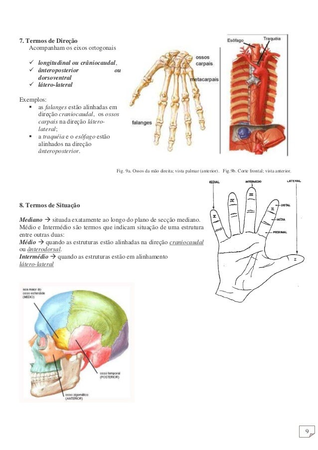 Anatomia humana geral