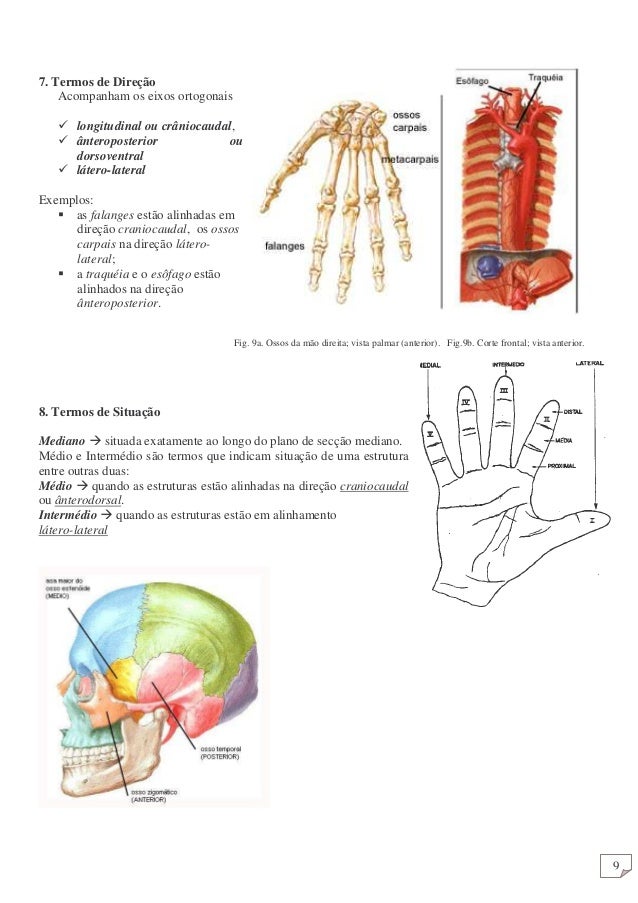 Anatomia humana geral Anatomia humana geral