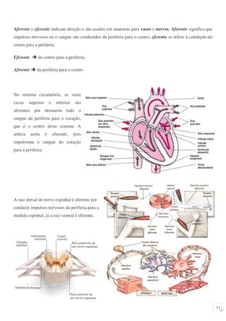 11 
Aferente e eferente indicam direção e são usados em anatomia para vasos e nervos. Aferente significa que 
impulsos nervosos ou o sangue são conduzidos da periferia para o centro, eferente se refere à condução do 
centro para a periferia. 
Eferente  do centro para a periferia; 
Aferente  da periferia para o centro 
No sistema circulatório, as veias 
cavas superior e inferior são 
aferentes por drenarem todo o 
sangue da periferia para o coração, 
que é o centro deste sistema. A 
artéria aorta é eferente, pois 
impulsiona o sangue do coração 
para a periferia. 
A raiz dorsal do nervo espinhal é aferente por 
conduzir impulsos nervosos da periferia para a 
medula espinhal, já a raiz ventral é eferente. 
 
