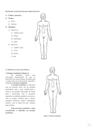 3 
B. PARTES CONSTITUINTES DO CORPO HUMANO 
1) Cabeça (pescoço) 
2) Tronco 
a) Tórax 
b) Abdome 
3) Membros 
a) Superiores 
i) ombros (raiz) 
ii) braços 
iii) antebraços 
iv) mãos 
b) Inferiores 
i) quadril (raiz) 
ii) coxas 
iii) pernas 
iv) pés 
C. NOMENCLATURA ANATÔMICA 
1. Posição Anatômica (Figura 1) 
Na anatomia, existe uma 
convenção internacional de que as 
descrições do corpo humano assumem que 
o corpo esteja em uma posição específica, 
chamada de posição anatômica. 
Na posição anatômica, o indivíduo 
está em posição ereta, em pé (posição 
ortostática) com a face voltada para a 
frente e em posição horizontal, de frente 
para o observador, com os membros 
superiores estendidos paralelos ao tronco e 
com as palmas voltadas para a frente, 
membros inferiores unidos (calcanhares 
unidos), com os dedos dos pés voltados 
para a frente. 
Toda descrição anatômica é feita 
considerando o indivíduo em posição 
anatômica. 
Figura 1. Posição Anatômica. 
 