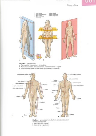 Apostila anatomia humana pag 01 23