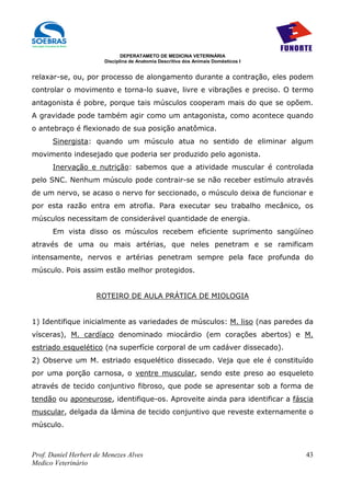 DEPERATAMETO DE MEDICINA VETERINÁRIA
                        Disciplina de Anatomia Descritiva dos Animais Domésticos I


relaxar-se, ou, por processo de alongamento durante a contração, eles podem
controlar o movimento e torna-lo suave, livre e vibrações e preciso. O termo
antagonista é pobre, porque tais músculos cooperam mais do que se opõem.
A gravidade pode também agir como um antagonista, como acontece quando
o antebraço é flexionado de sua posição anatômica.
      Sinergista: quando um músculo atua no sentido de eliminar algum
movimento indesejado que poderia ser produzido pelo agonista.
      Inervação e nutrição: sabemos que a atividade muscular é controlada
pelo SNC. Nenhum músculo pode contrair-se se não receber estímulo através
de um nervo, se acaso o nervo for seccionado, o músculo deixa de funcionar e
por esta razão entra em atrofia. Para executar seu trabalho mecânico, os
músculos necessitam de considerável quantidade de energia.
      Em vista disso os músculos recebem eficiente suprimento sangüíneo
através de uma ou mais artérias, que neles penetram e se ramificam
intensamente, nervos e artérias penetram sempre pela face profunda do
músculo. Pois assim estão melhor protegidos.


                     ROTEIRO DE AULA PRÁTICA DE MIOLOGIA


1) Identifique inicialmente as variedades de músculos: M. liso (nas paredes da
vísceras), M. cardíaco denominado miocárdio (em corações abertos) e M.
estriado esquelético (na superfície corporal de um cadáver dissecado).
2) Observe um M. estriado esquelético dissecado. Veja que ele é constituído
por uma porção carnosa, o ventre muscular, sendo este preso ao esqueleto
através de tecido conjuntivo fibroso, que pode se apresentar sob a forma de
tendão ou aponeurose, identifique-os. Aproveite ainda para identificar a fáscia
muscular, delgada da lâmina de tecido conjuntivo que reveste externamente o
músculo.



Prof. Daniel Herbert de Menezes Alves                                                43
Medico Veterinário
 
