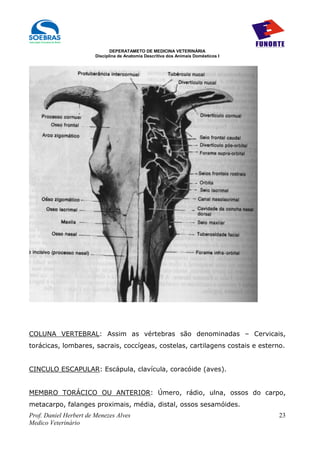 DEPERATAMETO DE MEDICINA VETERINÁRIA
                        Disciplina de Anatomia Descritiva dos Animais Domésticos I




COLUNA VERTEBRAL: Assim as vértebras são denominadas – Cervicais,
torácicas, lombares, sacrais, coccígeas, costelas, cartilagens costais e esterno.


CINCULO ESCAPULAR: Escápula, clavícula, coracóide (aves).


MEMBRO TORÁCICO OU ANTERIOR: Úmero, rádio, ulna, ossos do carpo,
metacarpo, falanges proximais, média, distal, ossos sesamóides.
Prof. Daniel Herbert de Menezes Alves                                                23
Medico Veterinário
 