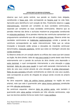 DEPERATAMETO DE MEDICINA VETERINÁRIA
                        Disciplina de Anatomia Descritiva dos Animais Domésticos I


observe que num ponto central, sua parede se mostra mais delgada,
constituindo a fossa oral, esta corresponde ao forame oval na vida fetal.
Aproveite para identifica-lo num coração de feto. Finalmente observe o septo
interventricular, separado por completo as duas cavidades ventriculares,
separado por completo as duas cavidades ventriculares. Observe que as
paredes internas dos átrios e aurículas mostram-se pregueadas constituindo
os músculos pectíneos. Já as paredes internas dos ventrículos apresentam um
pregueamento semelhante que são as trabéculas carneas. Observe ainda nas
cavidades ventriculares as trabéculas septomarginais unindo a parede do
ventrículo correspondente ao septo interventricular. Note que as valvas
tricúspide e bicúspide estão presas a elevações do miocárdio ventricular
denominados, músculos papilares, sendo que estes se interligam através das
cordas tendíneas.
5) Observe ainda em um coração aberto os orifícios dos vasos que tem acesso
ao órgão. No átrio direito: óstio da veia cava cranial (a parte deste vaso forma
externamente com a parede da aurícula do átrio direito uma depressão o
sulco terminal, o qual corresponde internamente a uma elevação a crista
terminal, óstio da veia cava caudal (o qual estã oserarado internamente do
óstio da veia cava cranial através de uma elevação: A crista intervenosa).
Óstio do seio coronário (situado ventralmente ao (óstio da veia cava caudal),
este corresponde ao ponto de chegada do sangue sendo oriundo do próprio
coração).
No átrio esquerdo: óstio da artéria tronco pulmonar na região do cone
arterial, note que este é guarnecido pela valva tronco pulmonar constituída
por três válvulas semilunares.
No ventrículo esquerdo: observe óstio da artéria aorta, este também é
guarnecido pela valva aortica composta por três válvulas semilunares, veja
que nos bovinos adultos forma-se neste nível o osso cardíaco.



Prof. Daniel Herbert de Menezes Alves                                                55
Medico Veterinário
 