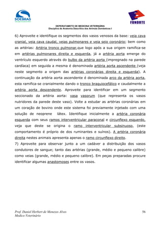 DEPERATAMETO DE MEDICINA VETERINÁRIA
                        Disciplina de Anatomia Descritiva dos Animais Domésticos I


6) Aproveite e identifique os segmentos dos vasos venosos da base: veia cava
cranial, veia cava caudal, veias pulmonares e veia seio coronário; bem como
as artérias: Artéria tronco pulmonar,que logo após a sua origem ramifica-se
em artérias pulmonares direita e esquerda, já a artéria aorta emerge do
ventrículo esquerdo através do bulbo da artéria aorta (impregnado na parede
cardíaca) em seguida a mesma é denominada artéria aorta ascendente (veja
neste segmento a origem das artérias coronárias direita e esquerda). A
continuação da artéria aorta ascendente é denominada arco da artéria aorta,
esta ramifica-se cranialmente dando o tronco braquiocefálico e caudalmente a
artéria aorta descendente. Aproveite para identificar em um segmento
seccionado da artéria aorta: vasa vasorum (que representa os vasos
nutridores da parede deste vaso). Volte a estudar as artérias coronárias em
um coração de bovino onde este sistema foi previamente injetado com uma
solução de neoprene            látex. Identifique inicialmente a artéria coronária
esquerda com seus ramos interventricular paraconal e circunflexo esquerdo,
veja   que    deste   se    origina       o    ramo       interventricular           subsinuoso,   (este
comportamento é próprio de dos ruminantes e suínos). A artéria coronária
direita nestes animais apresenta apenas o ramo circunflexo direito.
7) Aproveite para observar junto a um cadáver a distribuição dos vasos
condutores de sangue; tanto das artérias (grande, médio e pequeno calibre)
como veias (grande, médio e pequeno calibre). Em peças preparadas procure
identificar algumas anastomoses entre os vasos.




Prof. Daniel Herbert de Menezes Alves                                                                 56
Medico Veterinário
 