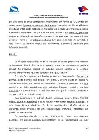 DEPERATAMETO DE MEDICINA VETERINÁRIA
                        Disciplina de Anatomia Descritiva dos Animais Domésticos I


por uma série de anéis cartilagíneos incompletos em forma de “C”, unidos aos
outros pelos ligamentos anulares da traquéia formados por fibras elásticas,
que dá ao órgão certa mobilidade. Os anéis são fechados por musculatura lisa.
A traquéia mede cerca de 75 a 80 cm nos bovinos cada brônquio principal,
origina-se bifurcação da traquéia e atinge o hilo pulmonar. De cada brônquio
principal origina-se os brônquios lobares (um para cada lobo do pulmão). O
lobo cranial do pulmão direito dos ruminantes e suínos é ventilado pelo
brônquio traqueal.


Pulmão:


      São órgãos respiratórios onde se realizam as trocas gasosas no processo
de hematose. São órgãos pares e ocupam quase que totalmente a cavidade
pleural. No indivíduo normal, os pulmões sempre contêm ar e crepitam
quando comprimidos. Quando colocados na água, flutuam.
      Os pulmões apresentam fendas profundas denominadas fissuras do
pulmão. Cada pulmão está dividido em lobos. O critério usado se baseia na
divisão dos brônquios. Todos os mamíferos domésticos possuem um lobo
cranial e um lobo caudal nos dois pulmões. Possuem também um lobo
acessório no pulmão direito. Todos eles com exceção do cavalo, apresentam
um lobo médio no pulmão direito.
      Nos ruminantes, o pulmão direito apresenta quatro lobos (cranial,
médio, caudal e acessório) e duas fissuras interlobares (cranial e caudal), e
uma única fissura interlobar. Os lobos craniais dos pulmões direito e
esquerdo, estão divididos por uma fissura pouco profunda, (interlobar) em
partes cranial e caudal.
      Os pulmões são de cor clara, ligeiramente rosada, nos viventes,
podendo, em alguns animais, apresentarem de cor acinzentada em suas



Prof. Daniel Herbert de Menezes Alves                                                61
Medico Veterinário
 