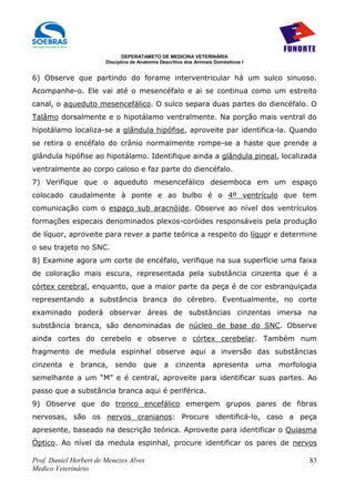 DEPERATAMETO DE MEDICINA VETERINÁRIA
                        Disciplina de Anatomia Descritiva dos Animais Domésticos I


6) Observe que partindo do forame interventricular há um sulco sinuoso.
Acompanhe-o. Ele vai até o mesencéfalo e ai se continua como um estreito
canal, o aqueduto mesencefálico. O sulco separa duas partes do diencéfalo. O
Talâmo dorsalmente e o hipotálamo ventralmente. Na porção mais ventral do
hipotálamo localiza-se a glândula hipófise, aproveite par identifica-la. Quando
se retira o encéfalo do crânio normalmente rompe-se a haste que prende a
glândula hipófise ao hipotálamo. Identifique ainda a glândula pineal, localizada
ventralmente ao corpo caloso e faz parte do diencéfalo.
7) Verifique que o aqueduto mesencefálico desemboca em um espaço
colocado caudalmente à ponte e ao bulbo é o 4º ventrículo que tem
comunicação com o espaço sub aracnóide. Observe ao nível dos ventrículos
formações especais denominados plexos-coróides responsáveis pela produção
de líquor, aproveite para rever a parte teórica a respeito do líquor e determine
o seu trajeto no SNC.
8) Examine agora um corte de encéfalo, verifique na sua superfície uma faixa
de coloração mais escura, representada pela substância cinzenta que é a
córtex cerebral, enquanto, que a maior parte da peça é de cor esbranquiçada
representando a substância branca do cérebro. Eventualmente, no corte
examinado poderá observar áreas de substâncias cinzentas imersa na
substância branca, são denominadas de núcleo de base do SNC. Observe
ainda cortes do cerebelo e observe o córtex cerebelar. Também num
fragmento de medula espinhal observe aqui a inversão das substâncias
cinzenta    e   branca,    sendo       que      a    cinzenta        apresenta       uma   morfologia
semelhante a um “M” e é central, aproveite para identificar suas partes. Ao
passo que a substância branca aqui é periférica.
9) Observe que do tronco encefálico emergem grupos pares de fibras
nervosas, são os nervos cranianos: Procure identificá-lo, caso a peça
apresente, baseado na descrição teórica. Aproveite para identificar o Quiasma
Óptico. Ao nível da medula espinhal, procure identificar os pares de nervos

Prof. Daniel Herbert de Menezes Alves                                                              83
Medico Veterinário
 