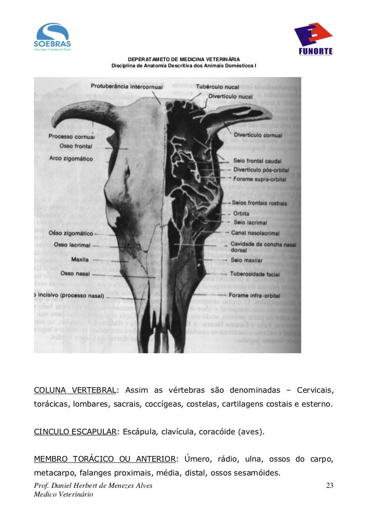 Apostila de anatomia