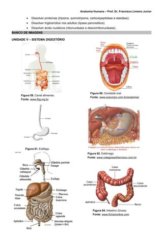 Anatomia Humana – Prof. Dr. Francisco Limeira Junior

         •   Dissolver proteínas (tripsina, quimotripsina, carboxipeptidase e elastáse);
         •   Dissolver triglicerídios nos adultos (lípase pancreática);
         •   Dissolver ácido nucléicos (ribonuclease e desoxirribonuclease).
BANCO DE IMAGENS

UNIDADE V – SISTEMA DIGESTÓRIO




                                                           Figura 60. Cavidade oral.
     Figura 59. Canal alimentar.
                                                           Fonte: www.soscorpo.com.br/anatomia/
     Fonte: www.fbg.org.br




        Figura 61. Esôfago.
        Fonte: www.pgr.mpf.gov.br                        Figura 62. Estômago
                                                         Fonte: www.colegiosaofrancisco.com.br




                                                             Figura 64. Intestino Grosso
                                                             Fonte: www.ficharionline.com
 
