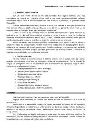 Anatomia Humana – Prof. Dr. Francisco Limeira Junior


         2.1. Anatomia Interna dos Rins

         Em um corte frontal através do rim, são reveladas duas regiões distintas: uma área
avermelhada de textura lisa, chamada córtex renal e uma área marron-avermelhada profunda,
denominada medula renal. A medula consiste em 8-18 estruturas cuneiformes, as pirâmides renais
(Figura 66).
         A base (extremidade mais larga) de cada pirâmide olha o córtex, e seu ápice (extremidade
mais estreita), chamada papila renal, aponta para o hilo do rim. As partes do córtex renal que se
estendem entre as pirâmides renais são chamadas colunas renais.
         Juntos, o córtex e as pirâmides renais da medula renal constituem a parte funcional, ou
parênquima do rim. No parênquima estão as unidades funcionais dos rins – cerca de 1 milhão de
estruturas microscópicas chamadas NEFRÔNIOS. A urina, formada pelos nefrônios, drena para os
grandes ductos papilares, que se estendem ao longo das papilas renais das pirâmides.
         Os ductos drenam para estruturas chamadas cálices renais menor e maior. Cada rim tem 8-18
cálices menores e 2-3 cálices maiores. O cálice renal menor recebe urina dos ductos papilares de uma
papila renal e a transporta até um cálice renal maior. Do cálice renal maior, a urina drena para a grande
cavidade chamada pelve renal e depois para fora, pelo ureter, até a bexiga urinária. O hilo renal se
expande em uma cavidade, no rim, chamada seio renal.

        2.2. Funções dos Rins:
        Os rins realizam o trabalho principal do sistema urinário, com as outras partes do sistema
atuando, principalmente, como vias de passagem e áreas de armazenamento. Com a filtração do
sangue e a formação da urina, os rins contribuem para a homeostasia dos líquidos do corpo de várias
maneiras. As funções dos rins incluem:
           •   Regulação da composição iônica do sangue;
           •   Manutenção da osmolaridade do sangue;
           •   Regulação do volume sangüíneo;
           •   Regulação da pressão arterial;
           •   Regulação do pH do sangue;
           •   Liberação de hormônios;
           •   Regulação do nível de glicose no sangue;
           •   Excreção de resíduos e substâncias estranhas.

3. URETER

         São dois tubos que transportam a urina dos rins para a bexiga (Figura 67).
         Órgãos pouco calibrosos, os ureteres têm menos de 6mm de diâmetro e 25 a 30cm de
comprimento.
         Pelve renal é a extremidade superior do ureter, localizada no interior do rim. Descendo
obliquamente para baixo e medialmente, o ureter percorre por diante da parede posterior do abdome,
penetrando em seguida na cavidade pélvica, abrindo-se no óstio do ureter situado no assoalho da
bexiga urinária.
         Em virtude desse seu trajeto, distinguem-se duas partes do ureter: abdominal e pélvica. Os
ureteres são capazes de realizar contrações rítmicas denominadas peristaltismo. A urina se move ao
longo dos ureteres em resposta à gravidade e ao peristaltismo.
 