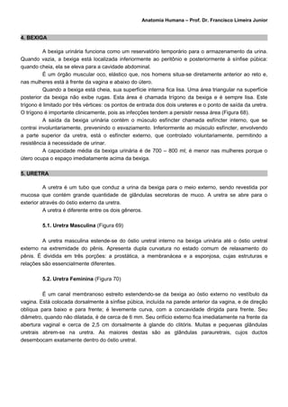 Anatomia Humana – Prof. Dr. Francisco Limeira Junior


4. BEXIGA

          A bexiga urinária funciona como um reservatório temporário para o armazenamento da urina.
Quando vazia, a bexiga está localizada inferiormente ao peritônio e posteriormente à sínfise púbica:
quando cheia, ela se eleva para a cavidade abdominal.
          É um órgão muscular oco, elástico que, nos homens situa-se diretamente anterior ao reto e,
nas mulheres está à frente da vagina e abaixo do útero.
          Quando a bexiga está cheia, sua superfície interna fica lisa. Uma área triangular na superfície
posterior da bexiga não exibe rugas. Esta área é chamada trígono da bexiga e é sempre lisa. Este
trígono é limitado por três vértices: os pontos de entrada dos dois ureteres e o ponto de saída da uretra.
O trígono é importante clinicamente, pois as infecções tendem a persistir nessa área (Figura 68).
          A saída da bexiga urinária contém o músculo esfíncter chamada esfíncter interno, que se
contrai involuntariamente, prevenindo o esvaziamento. Inferiormente ao músculo esfíncter, envolvendo
a parte superior da uretra, está o esfíncter externo, que controlado voluntariamente, permitindo a
resistência à necessidade de urinar.
          A capacidade média da bexiga urinária é de 700 – 800 ml; é menor nas mulheres porque o
útero ocupa o espaço imediatamente acima da bexiga.

5. URETRA

          A uretra é um tubo que conduz a urina da bexiga para o meio externo, sendo revestida por
mucosa que contém grande quantidade de glândulas secretoras de muco. A uretra se abre para o
exterior através do óstio externo da uretra.
          A uretra é diferente entre os dois gêneros.

         5.1. Uretra Masculina (Figura 69)

         A uretra masculina estende-se do óstio uretral interno na bexiga urinária até o óstio uretral
externo na extremidade do pênis. Apresenta dupla curvatura no estado comum de relaxamento do
pênis. É dividida em três porções: a prostática, a membranácea e a esponjosa, cujas estruturas e
relações são essencialmente diferentes.

         5.2. Uretra Feminina (Figura 70)

         É um canal membranoso estreito estendendo-se da bexiga ao óstio externo no vestíbulo da
vagina. Está colocada dorsalmente à sínfise púbica, incluída na parede anterior da vagina, e de direção
oblíqua para baixo e para frente; é levemente curva, com a concavidade dirigida para frente. Seu
diâmetro, quando não dilatada, é de cerca de 6 mm. Seu orifício externo fica imediatamente na frente da
abertura vaginal e cerca de 2,5 cm dorsalmente à glande do clitóris. Muitas e pequenas glândulas
uretrais abrem-se na uretra. As maiores destas são as glândulas parauretrais, cujos ductos
desembocam exatamente dentro do óstio uretral.
 