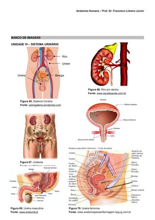 Anatomia Humana – Prof. Dr. Francisco Limeira Junior




BANCO DE IMAGENS

UNIDADE VI – SISTEMA URINÁRIO



                                           Rim

                                           Ureter



     Uretra                         Bexiga



                                                               Figura 66. Rim por dentro.
                                                               Fonte: www.saudesaude.com.br


       Figura 65. Sistema Urinário
       Fonte: petragaleria.wordpress.com




                                                             Figura 68. Bexiga aberta
                                                             Fonte: www.colegiosaofrancisco.com.br


       Figura 67. Ureteres
       Fonte: healthlibrary.epnet.com




Figura 69. Uretra masculina                      Figura 70. Uretra feminina
Fonte: www.enetural.pt                           Fonte: www.anatomiaparaenfermagem.hpg.ig.com.br
 