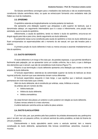 Anatomia Humana – Prof. Dr. Francisco Limeira Junior

          Os túbulos seminíferos convergem para o mediastino dos testículos e vão se anastomosando,
constituindo túbulos seminíferos retos, os quais se entrecruzam formando uma verdadeira rede (de
Haller) ao nível do mediastino.

         2.2. EPIDÍDIMO

          O epidídimo estende-se longitudinalmente na borda posterior do testículo.
          Ele apresenta uma dilatação superior que ultrapassa o pólo superior do testículo, que é
denominada cabeça; um seguimento intermediário que é o corpo e inferiormente, uma porção mais
estreitada, que é a cauda do epidídimo.
          Inferiormente, a cauda do epidídimo, tendo no interior o ducto do epidídimo, encurva-se em
ângulo agudo para trás e para cima, dando seguimento ao ducto deferente.
          É justamente nessa curva constituída pela cauda do epidídimo e inicio do ducto deferente que
ficam armazenados os espermatozóides até o momento do ato sexual, em que são levados para o
exterior.
          A primeira porção do ducto deferente é mais ou menos sinuosa e ascende imediatamente por
trás do epidídimo.

         2.3. DUCTO DEFERENTE

          O ducto deferente é um longo e fino tubo par, de paredes espessas, o que permite identificá-lo
facilmente pela palpação, por se apresentar como um cordão uniforme, liso e duro, o que o distingue
dos elementos que o cercam, que são de consistência muito branca (Figura 71).
          Próximo à sua terminação o ducto deferente apresenta uma dilatação que recebe o nome de
ampola do ducto deferente.
          O funículo espermático: estende-se da extremidade superior da borda do testículo ao ânulo
inguinal profundo, local em que sues elementos tomam rumos diferentes.
          O funículo espermático esquerdo é mais longo, o que significa que o testículo esquerdo
permanece em nível mais baixo que o direito.
          Além do ducto deferente, ele é constituído por artérias, veias, linfáticos e nervos.
          As artérias são em número de três:
            •   Artéria testicular.
            •   Artéria do ducto deferente.
            •   Artéria cremastérica.

         As veias formam dois plexos um anterior e outro posterior em relação ao ducto deferente.
         O plexo venoso anterior é o mais volumoso.
         A artéria testicular caminha entre as malha do plexo anterior.

         2,4, DUCTO EJACULATÓRIO

          É um fino tubo, par, que penetra pela face posterior da próstata atravessando seu parênquima
para ir se abrir, por um pequeno orifício, no colículo seminal da uretra prostática, ao lado do forame do
utrículo prostático.
          Estruturalmente o ducto ejaculatório assim como a vesícula seminal, tem a mesma
constituição do ducto deferente, apresentando três túnicas concêntricas: adventícia, muscular e
mucosa.
 
