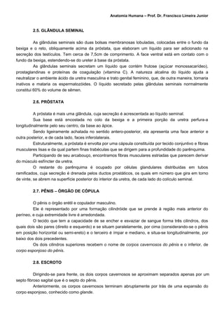 Anatomia Humana – Prof. Dr. Francisco Limeira Junior


         2.5. GLÂNDULA SEMINAL

          As glândulas seminais são duas bolsas membranosas lobuladas, colocadas entre o fundo da
bexiga e o reto, obliquamente acima da próstata, que elaboram um líquido para ser adicionado na
secreção dos testículos. Tem cerca de 7,5cm de comprimento. A face ventral está em contato com o
fundo da bexiga, estendendo-se do ureter à base da próstata.
          As glândulas seminais secretam um líquido que contém frutose (açúcar monossacarídeo),
prostaglandinas e proteínas de coagulação (vitamina C). A natureza alcalina do líquido ajuda a
neutralizar o ambiente ácido da uretra masculina e trato genital feminino, que, de outra maneira, tornaria
inativos e mataria os espermatozóides. O líquido secretado pelas glândulas seminais normalmente
constitui 60% do volume de sêmen.

         2.6. PRÓSTATA

          A próstata é mais uma glândula, cuja secreção é acrescentada ao líquido seminal.
          Sua base está encostada no colo da bexiga e a primeira porção da uretra perfura-a
longitudinalmente pelo seu centro, da base ao ápice.
          Sendo ligeiramente achatada no sentido antero-posterior, ela apresenta uma face anterior e
outra posterior, e de cada lado, faces inferolaterais.
          Estruturalmente, a próstata é envolta por uma cápsula constituída por tecido conjuntivo e fibras
musculares lisas e da qual partem finas trabéculas que se dirigem para a profundidade do parênquima.
          Participando de seu arcabouço, encontramos fibras musculares estriadas que parecem derivar
do músculo esfíncter da uretra.
          O restante do parênquima é ocupado por células glandulares distribuidas em tubos
ramificados, cuja secreção é drenada pelos ductos prostáticos, os quais em número que gira em torno
de vinte, se abrem na superfície posterior do interior da uretra, de cada lado do colículo seminal.

         2.7. PÊNIS – ÓRGÃO DE CÓPULA

         O pênis o órgão erétil e copulador masculino.
         Ele é representado por uma formação cilindróide que se prende à região mais anterior do
períneo, e cuja extremidade livre é arredondada.
         O tecido que tem a capacidade de se encher e esvaziar de sangue forma três cilindros, dos
quais dois são pares (direito e esquerdo) e se situam paralelamente, por cima (considerando-se o pênis
em posição horizontal ou semi-ereto) e o terceiro é ímpar e mediano, e situa-se longitudinalmente, por
baixo dos dois precedentes.
         Os dois cilindros superiores recebem o nome de corpos cavernosos do pênis e o inferior, de
corpo esponjoso do pênis.

         2.8. ESCROTO

          Dirigindo-se para frente, os dois corpos cavernosos se aproximam separados apenas por um
septo fibroso sagital que é o septo do pênis.
          Anteriormente, os corpos cavernosos terminam abruptamente por trás de uma expansão do
corpo esponjoso, conhecido como glande.
 