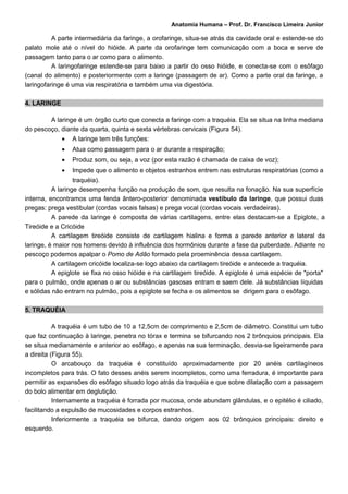 Anatomia Humana – Prof. Dr. Francisco Limeira Junior

          A parte intermediária da faringe, a orofaringe, situa-se atrás da cavidade oral e estende-se do
palato mole até o nível do hióide. A parte da orofaringe tem comunicação com a boca e serve de
passagem tanto para o ar como para o alimento.
          A laringofaringe estende-se para baixo a partir do osso hióide, e conecta-se com o esôfago
(canal do alimento) e posteriormente com a laringe (passagem de ar). Como a parte oral da faringe, a
laringofaringe é uma via respiratória e também uma via digestória.

4. LARINGE

        A laringe é um órgão curto que conecta a faringe com a traquéia. Ela se situa na linha mediana
do pescoço, diante da quarta, quinta e sexta vértebras cervicais (Figura 54).
             •   A laringe tem três funções:
             •   Atua como passagem para o ar durante a respiração;
             •   Produz som, ou seja, a voz (por esta razão é chamada de caixa de voz);
             •   Impede que o alimento e objetos estranhos entrem nas estruturas respiratórias (como a
                  traquéia).
          A laringe desempenha função na produção de som, que resulta na fonação. Na sua superfície
interna, encontramos uma fenda ântero-posterior denominada vestíbulo da laringe, que possui duas
pregas: prega vestibular (cordas vocais falsas) e prega vocal (cordas vocais verdadeiras).
          A parede da laringe é composta de várias cartilagens, entre elas destacam-se a Epiglote, a
Tireóide e a Cricóide
          A cartilagem tireóide consiste de cartilagem hialina e forma a parede anterior e lateral da
laringe, é maior nos homens devido à influência dos hormônios durante a fase da puberdade. Adiante no
pescoço podemos apalpar o Pomo de Adão formado pela proeminência dessa cartilagem.
          A cartilagem cricóide localiza-se logo abaixo da cartilagem tireóide e antecede a traquéia.
          A epiglote se fixa no osso hióide e na cartilagem tireóide. A epiglote é uma espécie de "porta"
para o pulmão, onde apenas o ar ou substâncias gasosas entram e saem dele. Já substâncias líquidas
e sólidas não entram no pulmão, pois a epiglote se fecha e os alimentos se dirigem para o esôfago.

5. TRAQUÉIA

           A traquéia é um tubo de 10 a 12,5cm de comprimento e 2,5cm de diâmetro. Constitui um tubo
que faz continuação à laringe, penetra no tórax e termina se bifurcando nos 2 brônquios principais. Ela
se situa medianamente e anterior ao esôfago, e apenas na sua terminação, desvia-se ligeiramente para
a direita (Figura 55).
           O arcabouço da traquéia é constituído aproximadamente por 20 anéis cartilagíneos
incompletos para trás. O fato desses anéis serem incompletos, como uma ferradura, é importante para
permitir as expansões do esôfago situado logo atrás da traquéia e que sobre dilatação com a passagem
do bolo alimentar em deglutição.
           Internamente a traquéia é forrada por mucosa, onde abundam glândulas, e o epitélio é ciliado,
facilitando a expulsão de mucosidades e corpos estranhos.
           Inferiormente a traquéia se bifurca, dando origem aos 02 brônquios principais: direito e
esquerdo.
 