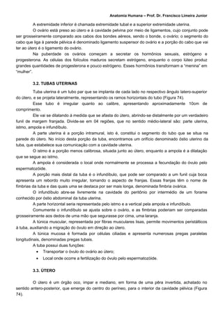 Anatomia Humana – Prof. Dr. Francisco Limeira Junior

          A extremidade inferior é chamada extremidade tubal e a superior extremidade uterina.
          O ovário está preso ao útero e à cavidade pelvina por meio de ligamentos, cujo conjunto pode
ser grosseiramente comparado aos cabos dos bondes aéreos, sendo o bonde, o ovário; o segmento do
cabo que liga à parede pélvica é denominado ligamento suspensor do ovário e a porção do cabo que vai
ter ao útero é o ligamento do ovário.
          Na puberdade os ovários começam a secretar os hormônios sexuais, estrógeno e
progesterona. As células dos folículos maduros secretam estrógeno, enquanto o corpo lúteo produz
grandes quantidades de progesterona e pouco estrógeno. Esses hormônios transformam a “menina” em
“mulher”.

         3.2. TUBAS UTERINAS

          Tuba uterina é um tubo par que se implanta de cada lado no respectivo ângulo latero-superior
do útero, e se projeta lateralmente, representando os ramos horizontais do tubo (Figura 74).
          Esse tubo é irregular quanto ao calibre, apresentando aproximadamente 10cm de
comprimento.
          Ele vai se dilatando á medida que se afasta do útero, abrindo-se distalmente por um verdadeiro
funil de margem franjada. Divide-se em 04 regiões, que no sentido médio-lateral são: parte uterina,
istmo, ampola e infundíbulo.
          A parte uterina é a porção intramural, isto é, constitui o segmento do tubo que se situa na
parede do útero. No início desta porção da tuba, encontramos um orifício denominado óstio uterino da
tuba, que estabelece sua comunicação com a cavidade uterina.
          O istmo é a porção menos calibrosa, situada junto ao útero, enquanto a ampola é a dilatação
que se segue ao istmo.
          A ampola é considerada o local onde normalmente se processa a fecundação do óvulo pelo
espermatozóide.
          A porção mais distal da tuba é o infundíbulo, que pode ser comparado a um funil cuja boca
apresenta um rebordo muito irregular, tomando o aspecto de franjas. Essas franjas têm o nome de
fímbrias da tuba e das quais uma se destaca por ser mais longa, denominada fimbria ovárica.
          O infundíbulo abre-se livremente na cavidade do peritônio por intermédio de um forame
conhecido por óstio abdominal da tuba uterina.
          A parte horizontal seria representada pelo istmo e a vertical pela ampola e infundíbulo.
          Comumente o infundíbulo se ajusta sobre o ovário, e as fimbrias poderiam ser comparadas
grosseiramente aos dedos de uma mão que segurasse por cima, uma laranja.
          A túnica muscular, representada por fibras musculares lisas, permite movimentos peristálticos
à tuba, auxiliando a migração do óvulo em direção ao útero.
          A túnica mucosa é formada por células ciliadas e apresenta numerosas pregas paralelas
longitudinais, denominadas pregas tubais.
          A tuba possui duas funções:
          •   Transportar o óvulo do ovário ao útero;
          •   Local onde ocorre a fertilização do óvulo pelo espermatozóide.

         3.3. ÚTERO

         O útero é um órgão oco, impar e mediano, em forma de uma pêra invertida, achatado no
sentido antero-posterior, que emerge do centro do períneo, para o interior da cavidade pélvica (Figura
74).
 