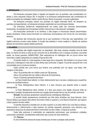 Anatomia Humana – Prof. Dr. Francisco Limeira Junior

6. BRÔNQUIOS

          Os brônquios principais fazem a ligação da traquéia com os pulmões, são considerados um
direito e outro esquerdo (Figura 55). A traquéia e os brônquios extrapulmonares são constituídos de
anéis incompletos de cartilagem hialina, tecido fibroso, fibras musculares, mucosa e glândulas.
          Os brônquios principais entram nos pulmões na região chamada HILO. Ao atingirem os
pulmões correspondentes, os brônquios principais subdividem-se nos brônquios lobares.
          Os brônquios dividem-se respectivamente em tubos cada vez menores denominados
bronquíolos. As paredes dos bronquíolos contêm músculo liso e não possuem cartilagem.
          Os bronquíolos continuam a se ramificar, e dão origem a minúsculos túbulos denominados
ductos alveolares. Estes ductos terminam em estruturas microscópicas com forma de uva chamados
alvéolos.
          Os alvéolos são minúsculos sáculos de ar que constituem o final das vias respiratórias. Um
capilar pulmonar envolve cada alvéolo. A função dos alvéolos é trocar oxigênio e dióxido de carbono
através da membrana capilar alvéolo-pulmonar.

7. PULMÕES
          Os pulmões são órgãos essenciais na respiração. São duas vísceras situadas uma de cada
lado, no interior do tórax e onde se dá o encontro do ar atmosférico com o sangue circulante, ocorrendo
então, as trocas gasosas (HEMATOSE). Eles estendem-se do diafragma até um pouco acima das
clavículas e estão justapostos às costelas (Figuras 56 a 58).
          O pulmão direito é o mais espesso e mais largo que o esquerdo. Ele também é um pouco mais
curto pois o diafragma é mais alto no lado direito para acomodar o fígado. O pulmão esquerdo tem uma
concavidade que é a incisura cardíaca.
          Cada pulmão tem uma forma que lembra uma pirâmide com um ápice, uma base, três
margens e três faces.
          Peso: Os pulmões têm em média o peso de 700 gramas.
          Altura: Os pulmões têm em média a altura de 25 centímetros.
          Faces: O pulmão apresenta três faces:
             a) Face Costal (face lateral): é a face relativamente lisa e convexa, voltada para a superfície
interna da cavidade torácica.
             b) Face Diafragmática (face inferior): é a face côncava que assenta sobre a cúpula
diafragmática.
             c) Face Mediastínica (face medial): é a face que possui uma região côncava onde se
acomoda o coração. Dorsalmente encontra-se a região denominada hilo ou raiz do pulmão. pulmonar.
          Divisão: Os pulmões apresentam características morfológicas diferentes.
          O pulmão direito apresenta-se constituído por três lobos divididos por duas fissuras. Uma
fissura obliqua que separa lobo inferior dos lobos médio e superior e uma fissura horizontal, que separa
o lobo superior do lobo médio.
          O pulmão esquerdo é dividido em um lobo superior e um lobo inferior por uma fissura oblíqua.
Anteriormente e inferiormente o lobo superior do pulmão esquerdo apresenta uma estrutura que
representa resquícios do desenvolvimento embrionário do lobo médio, a língula do pulmão.
          Cada lobo pulmonar é subdividido em segmentos pulmonares, que constituem unidades
pulmonares completas, consideradas autônomas sob o ponto de vista anatômico.
          7.1. Pleuras:
          É uma membrana serosa de dupla camada que envolve e protege cada pulmão.
 