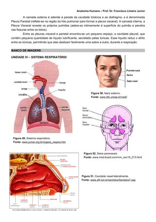 Anatomia Humana – Prof. Dr. Francisco Limeira Junior

          A camada externa é aderida à parede da cavidade torácica e ao diafragma, e é denominada
Pleura Parietal (reflete-se na região do hilo pulmonar para formar a pleura visceral). A camada interna, a
Pleura Visceral reveste os próprios pulmões (adere-se intimamente à superfície do pulmão e penetra
nas fissuras entre os lobos).
          Entre as pleuras visceral e parietal encontra-se um pequeno espaço, a cavidade pleural, que
contém pequena quantidade de líquido lubrificante, secretado pelas túnicas. Esse líquido reduz o atrito
entre as túnicas, permitindo que elas deslizem facilmente uma sobre a outra, durante a respiração.

BANCO DE IMAGENS

UNIDADE IV – SISTEMA RESPIRATÓRIO




                                                               Figura 50. Nariz externo.
                                                               Fonte: www.ibb.unesp.br/nadi/




 Figura 49. Sistema respiratório.
 Fonte: www.jumar.org.br/orgaos_respira.htm



                                                         Figura 52. Seios paranasais.
                                                         Fonte: www.msd-brazil.com/mm_sec19_213.html




                                                       Figura 51. Cavidade nasal lateralmente.
                                                       Fonte: www.afh.bio.br/sentidos/Sentidos7.asp
 