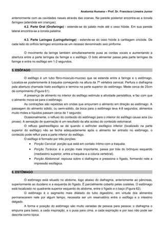 Anatomia Humana – Prof. Dr. Francisco Limeira Junior

anteriormente com as cavidades nasais através das coanas. Na parede posterior encontra-se a tonsila
faríngea (adenóide em crianças).
          4.2. Parte Oral (Orofaringe) - estende-se do palato mole até o osso hióide. Em sua parede
lateral encontra-se a tonsila palatina.

         4.3. Parte Laríngea (Laringofaringe) - estende-se do osso hióide à cartilagem cricóide. De
cada lado do orifício laríngeo encontra-se um recesso denominado seio piriforme.

          O movimento da laringe também simultaneamente puxa as cordas vocais e aumentando a
abertura entre a parte laríngea da faringe e o esôfago. O bolo alimentar passa pela parte laríngea da
faringe e entra no esôfago em 1-2 segundos.

5. ESÔFAGO

          O esôfago é um tubo fibro-músculo-mucoso que se estende entre a faringe e o estômago.
Localiza-se posteriomente à traquéia começando na altura da 7ª vértebra cervical. Perfura o diafragma
pela abertura chamada hiato esofágico e termina na parte superior do estômago. Mede cerca de 25cm
de comprimento (Figura 61).
          A presença de alimento no interior do esôfago estimula a atividade peristáltica, e faz com que
o alimento mova-se para o estômago.
          As contrações são repetidas em ondas que empurram o alimento em direção ao estômago. A
passagem do alimento sólido, ou semi-sólido, da boca para o estômago leva 4-8 segundos; alimentos
muito moles e líquidos passam cerca de 1 segundo.
          Ocasionalmente, o refluxo do conteúdo do estômago para o interior do esôfago causa azia (ou
pirose). A sensação de queimação é um resultado da alta acidez do conteúdo estomacal.
          O refluxo gastresofágico se dá quando o esfíncter esofágico inferior (localizado na parte
superior do esôfago) não se fecha adequadamente após o alimento ter entrado no estômago, o
conteúdo pode refluir para a parte inferior do esôfago.
          O esôfago é formado por três porções:
            •   Porção Cervical: porção que está em contato íntimo com a traquéia.
            •   Porção Torácica: é a porção mais importante, passa por trás do brônquio esquerdo
                (mediastino superior, entre a traquéia e a coluna vertebral).
            •   Porção Abdominal: repousa sobre o diafragma e pressiona o fígado, formando nele a
                impressão esofágica.

6. ESTÔMAGO

          O estômago está situado no abdome, logo abaixo do diafragma, anteriomente ao pâncreas,
superiormente ao duodeno e a esquerda do fígado. É parcialmente coberto pelas costelas. O estômago
está localizado no quadrante superior esquerdo do abdome, entre o fígado e o baço (Figura 62).
          O estômago é o segmento mais dilatado do tubo digestório, em virtude dos alimentos
permanecerem nele por algum tempo, necessita ser um reservatório entre o esôfago e o intestino
delgado.
          A forma e posição do estômago são muito variadas de pessoa para pessoa; o diafragma o
empurra para baixo, a cada inspiração, e o puxa para cima, a cada expiração e por isso não pode ser
descrita como típica.
 