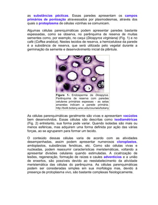 as substâncias pécticas. Essas paredes apresentam os campos
primários de pontoação atravessados por plasmodesmas, através dos
quais o protoplasma de células vizinhas se comunicam.

Algumas células parenquimáticas podem apresentar paredes bastante
espessadas, como se observa, no parênquima de reserva de muitas
sementes como, por exemplo, no caqui (Diospyros virginiana) (Fig. 1) e no
café (Coffea arabica). Nestes tecidos de reserva, a hemicelulose da parede
é a substância de reserva, que será utilizada pelo vegetal durante a
germinação da semente e desenvolvimento inicial da plântula.




                   Figura 1- Endosperma de Diospyrus.
                   Parênquima de reserva com paredes
                   celulares primárias espessas - as setas
                   amarelas indicam a parede primária.
                   http://botit.botany.wisc.edu/courses/botany

As células parenquimáticas geralmente são vivas e apresentam vacúolos
bem desenvolvidos. Essas células são descritas como isodiamétricas
(Fig. 2) entretanto, sua forma pode variar. Quando isoladas são mais ou
menos esféricas, mas adquirem uma forma definida por ação das várias
forças, ao se agruparem para formar um tecido.

O conteúdo dessas células varia de acordo com as atividades
desempenhadas, assim podem apresentar numerosos cloroplastos,
amiloplastos, substâncias fenólicas, etc. Como são células vivas e
nucleadas, podem reassumir características meristemáticas, voltando a
apresentar divisões celulares quando estimuladas. A cicatrização de
lesões, regeneração, formação de raízes e caules adventícios e a união
de enxertos, são possíveis devido ao reestabelecimento da atividade
meristemática das células do parênquima. As células parenquimáticas
podem ser consideradas simples em sua morfologia mas, devido à
presença de protoplasma vivo, são bastante complexas fisiologicamente.
 