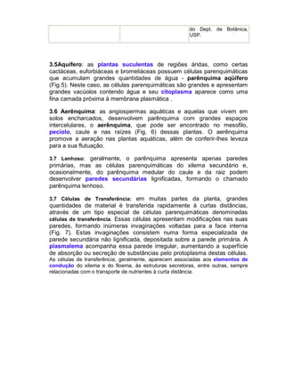 do Dept. de Botânica,
                                                       USP.




3.5Aquífero: as plantas suculentas de regiões áridas, como certas
cactáceas, euforbiáceas e bromeliáceas possuem células parenquimáticas
que acumulam grandes quantidades de água - parênquima aqüífero
(Fig.5). Neste caso, as células parenquimáticas são grandes e apresentam
grandes vacúolos contendo água e seu citoplasma aparece como uma
fina camada próxima à membrana plasmática .

3.6 Aerênquima: as angiospermas aquáticas e aquelas que vivem em
solos encharcados, desenvolvem parênquima com grandes espaços
intercelulares, o aerênquima, que pode ser encontrado no mesofilo,
pecíolo, caule e nas raízes (Fig. 6) dessas plantas. O aerênquima
promove a aeração nas plantas aquáticas, além de conferir-lhes leveza
para a sua flutuação.

3.7 Lenhoso: geralmente, o parênquima apresenta apenas paredes
primárias, mas as células parenquimáticas do xilema secundário e,
ocasionalmente, do parênquima medular do caule e da raiz podem
desenvolver paredes secundárias lignificadas, formando o chamado
parênquima lenhoso.

3.7 Células de Transferência: em muitas partes da planta, grandes
quantidades de material é transferida rapidamente à curtas distâncias,
através de um tipo especial de células parenquimáticas denominadas
células de transferência. Essas células apresentam modificações nas suas
paredes, formando inúmeras invaginações voltadas para a face interna
(Fig. 7). Estas invaginações consistem numa forma especializada de
parede secundária não lignificada, depositada sobre a parede primária. A
plasmalema acompanha essa parede irregular, aumentando a superfície
de absorção ou secreção de substâncias pelo protoplasma destas células.
As células de transferência, geralmente, aparecem associadas aos elementos de
condução do xilema e do floema, às estruturas secretoras, entre outras, sempre
relacionadas com o transporte de nutrientes à curta distância.
 
