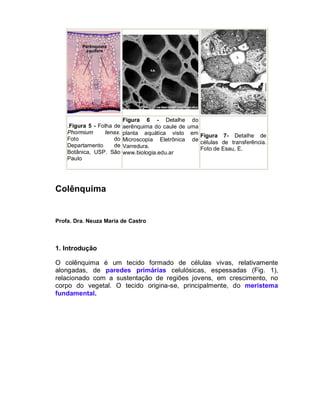 Figura 6 - Detalhe do
    .Figura 5 - Folha de    aerênquima do caule de uma
    Phormium       tenax.   planta aquática visto em Figura 7- Detalhe de
    Foto              do    Microscopia Eletrônica de células de transferência.
    Departamento      de    Varredura.                 Foto de Esau, E.
    Botânica, USP. São      www.biologia.edu.ar
    Paulo




Colênquima


Profa. Dra. Neuza Maria de Castro



1. Introdução

O colênquima é um tecido formado de células vivas, relativamente
alongadas, de paredes primárias celulósicas, espessadas (Fig. 1),
relacionado com a sustentação de regiões jovens, em crescimento, no
corpo do vegetal. O tecido origina-se, principalmente, do meristema
fundamental.
 