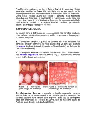 O colênquima maduro é um tecido forte e flexível, formado por células
alongadas reunidas em feixes. Por outro lado, nas regiões periféricas de
órgãos jovens que são fotossintetizantes o colênquima pode ser clorofilado.
Como essas regiões jovens são tenras e portanto, mais facilmente
atacadas pela herbivoria, a cicatrização e regeneração celular pode ser
conseguida, devido à capacidade do colênquima de reassumir a atividade
meristemática, voltando a apresentar divisões celulares, promovendo
assim a cicatrização das regiões lesadas.

3. TIPOS DE COLÊNQUIMA

De acordo com a distribuição do espessamento nas paredes celulares,
observado em secções transversais do tecido, podemos reconhecer quatro
tipos de colênquima:

3.1 Colênquima angular - quando as paredes são mais espessas nos
pontos de encontro entre três ou mais células (Fig. 2), como por exemplo
no pecíolo de Begonia (begônia), caule de Ficus (figueira), de Coleus e de
Curcubita (aboboreira);

3.2 Colênquima lamelar - as células mostram um maior espessamento
nas paredes tangenciais interna e externa (Fig. 3), como o visto no caule
jovem de Sambucus (sabugueiro);




   Figura    2-    Colênquima     angular Figura 3- Colênquima lamelar de
   (www.biologia.edu.ar/botanica)         (www.biologia.edu.ar/botanica).

3.3 Colênquima lacunar - quando o tecido apresenta espaços
intercelulares e os espessamentos de parede primária ocorrem nas
paredes celulares que limitam estes espaços. Este tipo de colênquima
pode ser encontrado no pecíolo de Salvia, raiz de Monstera, caule de
Asclepia (erva-de-rato) e de Lactuca (alface).
 